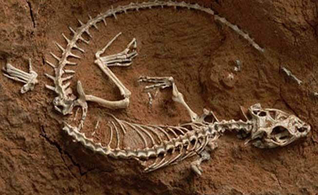 240 milyon yıllık kertenkele fosili bulundu