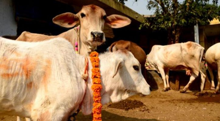 Hindistan’da inek kestikleri için 7 kişi gözaltına alındı