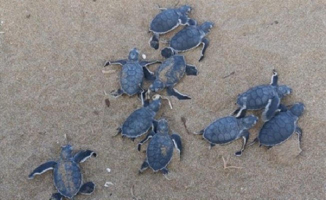Kaplumbağaları Koruma Cemiyeti'nden Dünya Çevre Günü etkinliği