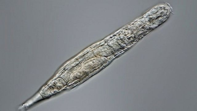 24 bin yıldır donmuş çok hücreli bir organizma yeniden hayata döndü