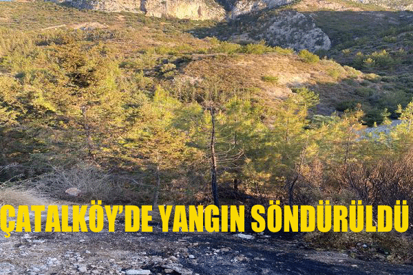 Çatalköy’de ormanlık alanda çıkan yangın söndürüldü