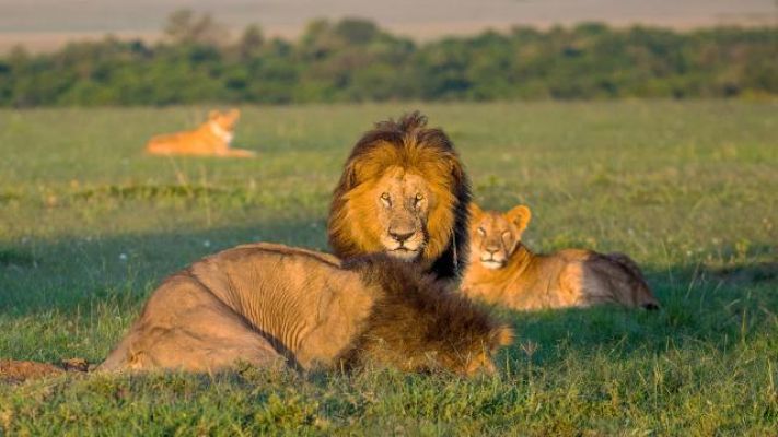 Afrika'nın aslanları tehlike altında