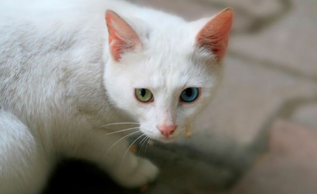 Araştırma: Bütün kedi ırkları içerisinde en saldırganı Van kedisi