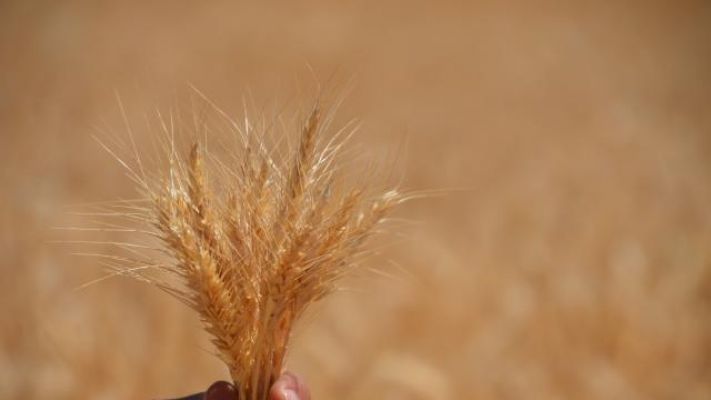 Afganistan'da işçi maaşları buğdayla ödenecek