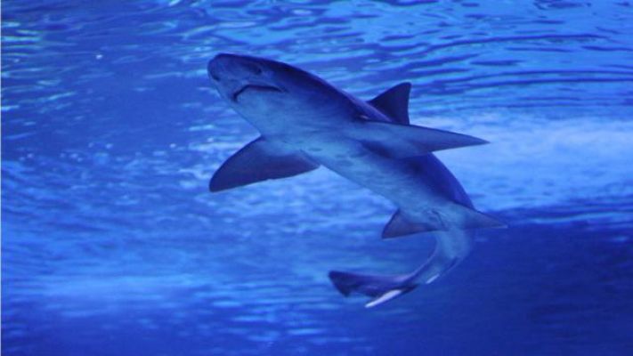 Avustralya’da köpek balığı saldırısı: Bir yaralı