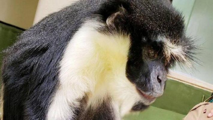 Dünyanın en yaşlı "Diana maymunu" öldü