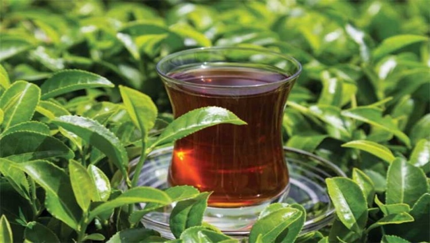 KKTC, Türkiye'nin 9 ayda en çok çay satışı yaptığı ilk 5 ülke arasında