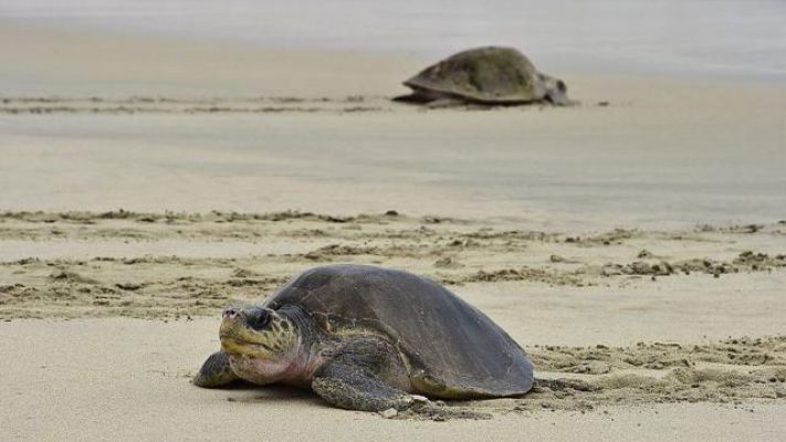 Yüzlerce deniz kaplumbağası ölü bulundu