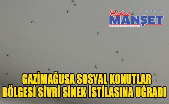 Gazimağusa sosyal konutlar bölgesi sivri sinek istilasına uğradı