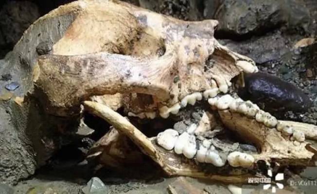 Çin'de 102 bin yıllık dev panda fosili bulundu