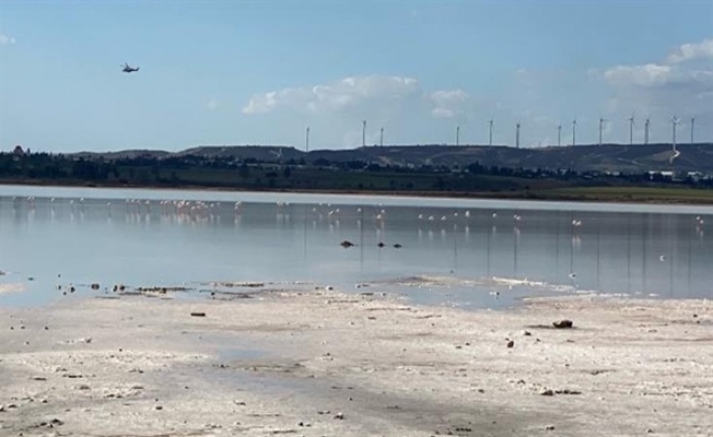 Flamingoların ilk grubu Larnaka Tuz Gölü’ne ulaştı