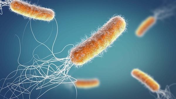 Bakterilerin, düşünüldüğünden daha gelişmiş olduğu belirlendi