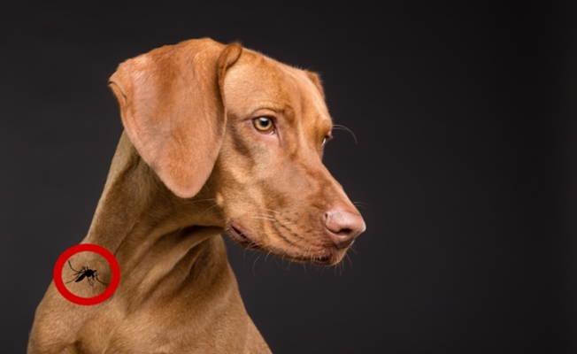 Köpeklerde görülen Leishmaniosis hastalığı hakkında seminer düzenlenecek