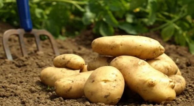 Patates üreticilerine prim