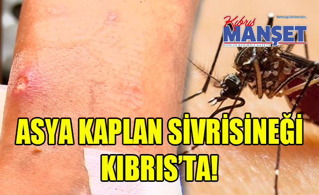 Limasol’da Asya Kaplan Sivrisineği görüldü