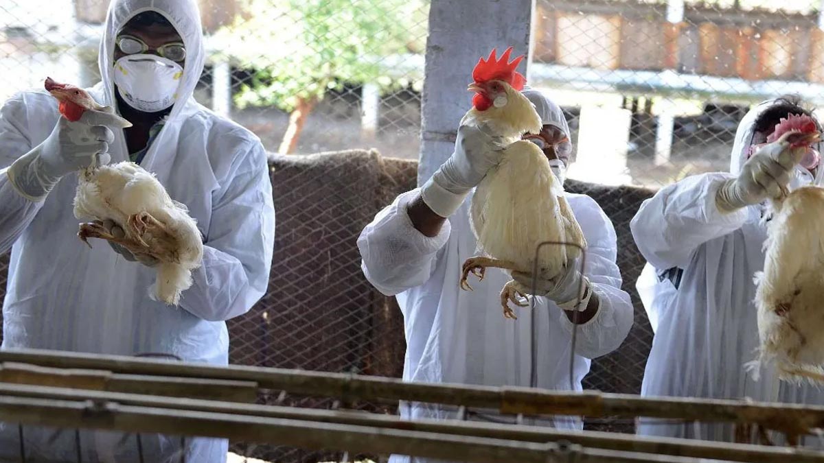 Fransa'da Kuş Gribi Salgını Nedeniyle Çiftlikteki 36 Bin 500 Ördek İtlaf Edildi