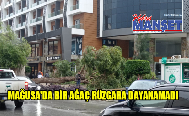 Gazimağusa'da ağaç devrildi!